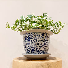 Load image into Gallery viewer, Snow Queen Pothos
