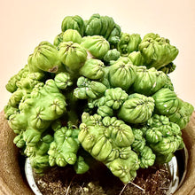 Load image into Gallery viewer, Cereus Ming Thing
