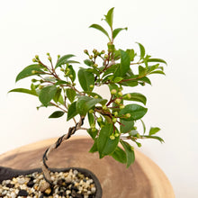 Load image into Gallery viewer, Lilly Pilly
