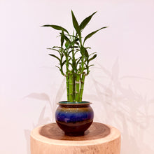 Load image into Gallery viewer, Lucky Bamboo
