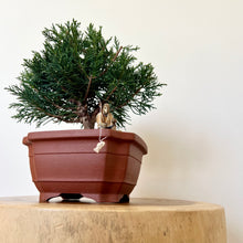 Load image into Gallery viewer, Shimpaku Juniper

