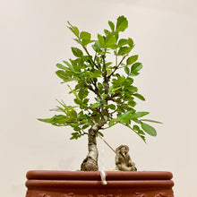 Load image into Gallery viewer, Desert Ash
