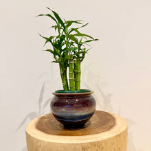 Load image into Gallery viewer, Lucky Bamboo
