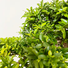 Load image into Gallery viewer, Japanese Kingsville Buxus
