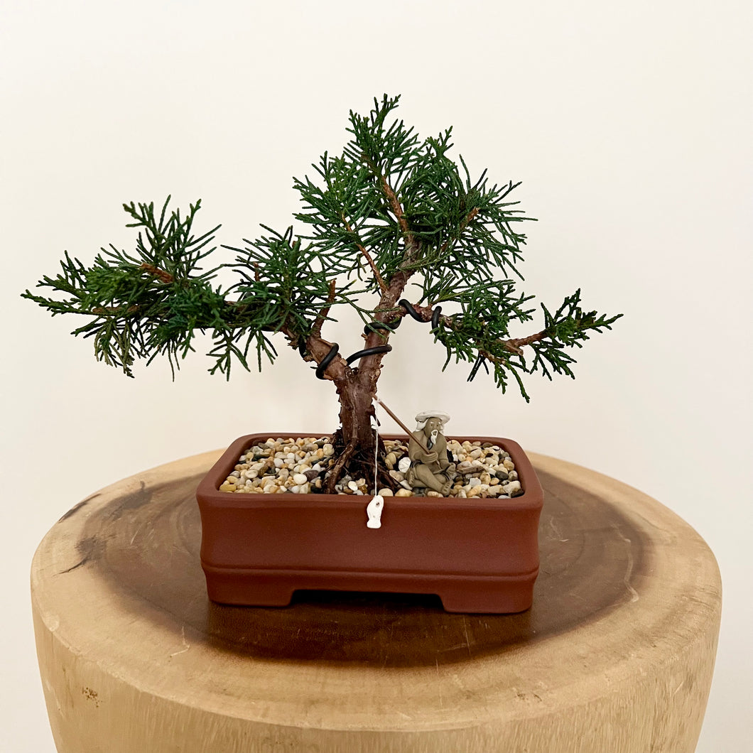 Shimpaku Juniper