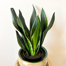 Load image into Gallery viewer, Sansevieria Whitney
