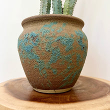 Load image into Gallery viewer, Blue Torch Cactus

