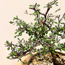 Load image into Gallery viewer, Corokia Cotoneaster
