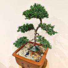 Load image into Gallery viewer, Large Juniper Squamata

