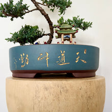 Load image into Gallery viewer, Juniper Squamata (Large)
