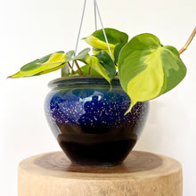 Load image into Gallery viewer, Philodendron Brasil
