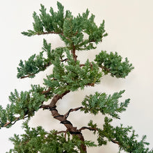 Load image into Gallery viewer, Juniper Squamata (Large)
