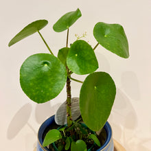 Load image into Gallery viewer, Chinese Money Plant
