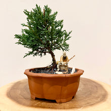 Load image into Gallery viewer, Juniper Shimpaku
