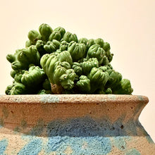 Load image into Gallery viewer, Cereus Ming Thing
