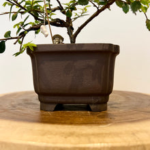Load image into Gallery viewer, Chinese Elm
