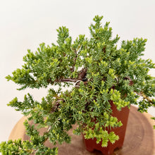 Load image into Gallery viewer, Cascading Juniper
