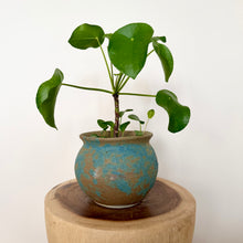 Load image into Gallery viewer, Chinese Money Plant
