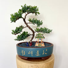 Load image into Gallery viewer, Juniper Squamata (Large)
