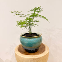 Load image into Gallery viewer, Asparagus Fern

