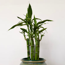 Load image into Gallery viewer, Lucky Bamboo
