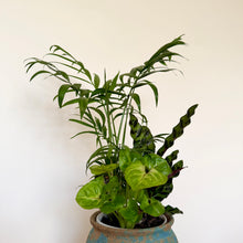 Load image into Gallery viewer, Parlour Palm Garden Mix
