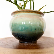 Load image into Gallery viewer, Philodendron Tortum
