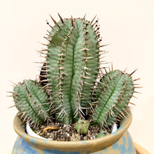 Load image into Gallery viewer, Euphorbia Polygona
