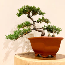 Load image into Gallery viewer, Juniper Squamata
