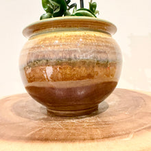 Load image into Gallery viewer, Hoya Indian Rope

