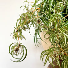 Load image into Gallery viewer, XL Curly Spider Plant
