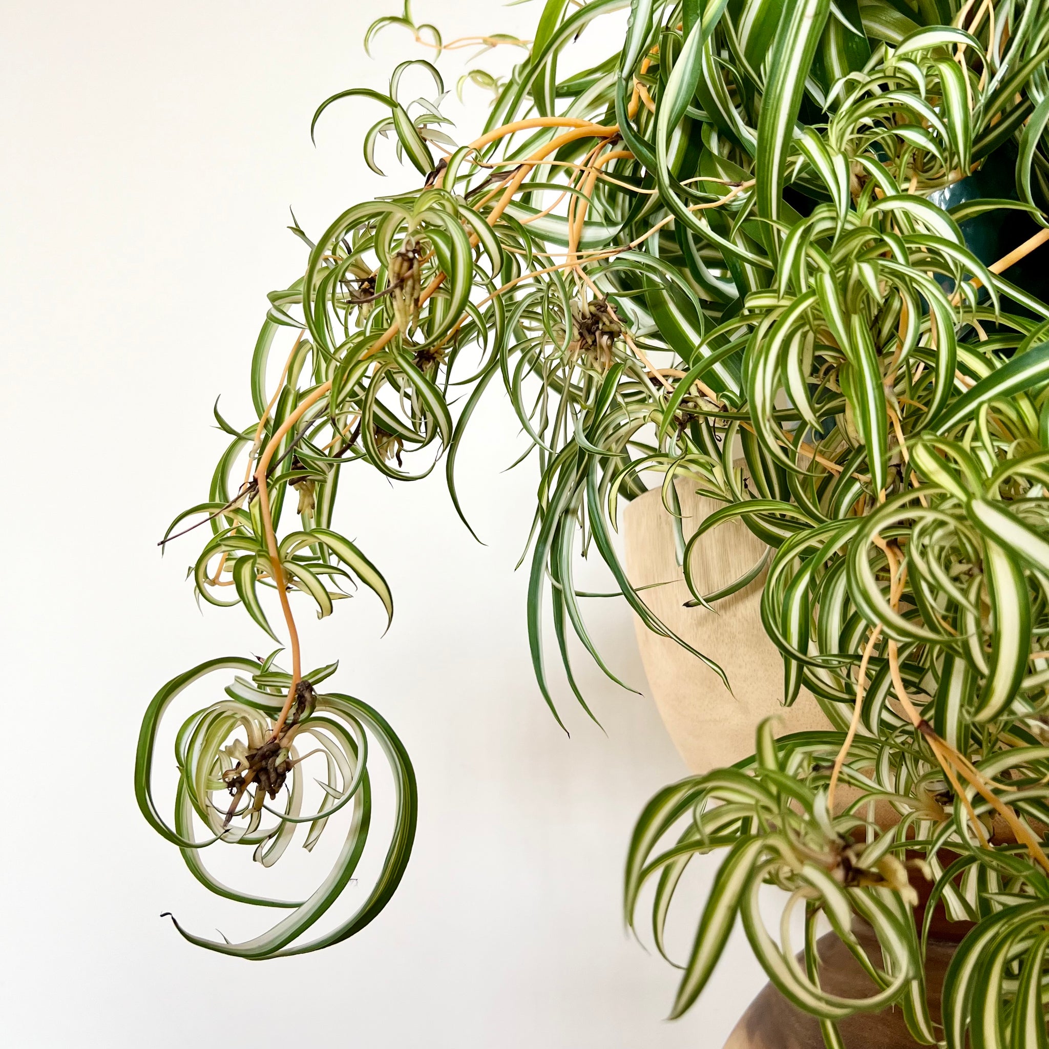 large curly spider plant XL Curly Spider Plant – B&G Plants and Pottery