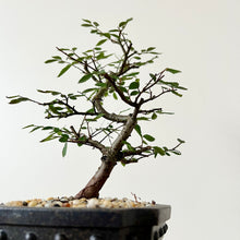 Load image into Gallery viewer, Chinese Elm
