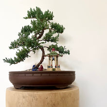 Load image into Gallery viewer, Juniper Squamata (Large)
