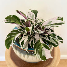 Load image into Gallery viewer, Calathea White Fusion
