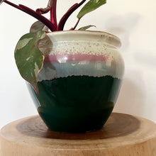 Load image into Gallery viewer, Philodendron Pink Princess
