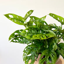 Load image into Gallery viewer, Monstera Swiss Cheese
