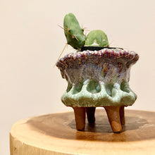 Load image into Gallery viewer, Penis Cactus
