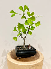 Load image into Gallery viewer, Ginkgo Biloba
