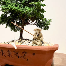 Load image into Gallery viewer, Hinoki Cypress
