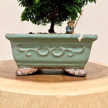 Load image into Gallery viewer, Hinoki Cypress
