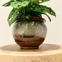 Load image into Gallery viewer, Monstera Swiss Cheese
