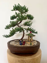 Load image into Gallery viewer, Juniper Squamata (Large)

