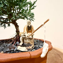 Load image into Gallery viewer, Juniper Shimpaku
