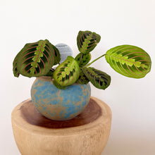 Load image into Gallery viewer, Red Vein Maranta
