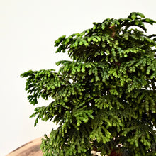 Load image into Gallery viewer, Hinoki Cypress
