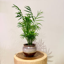 Load image into Gallery viewer, Parlour Palm
