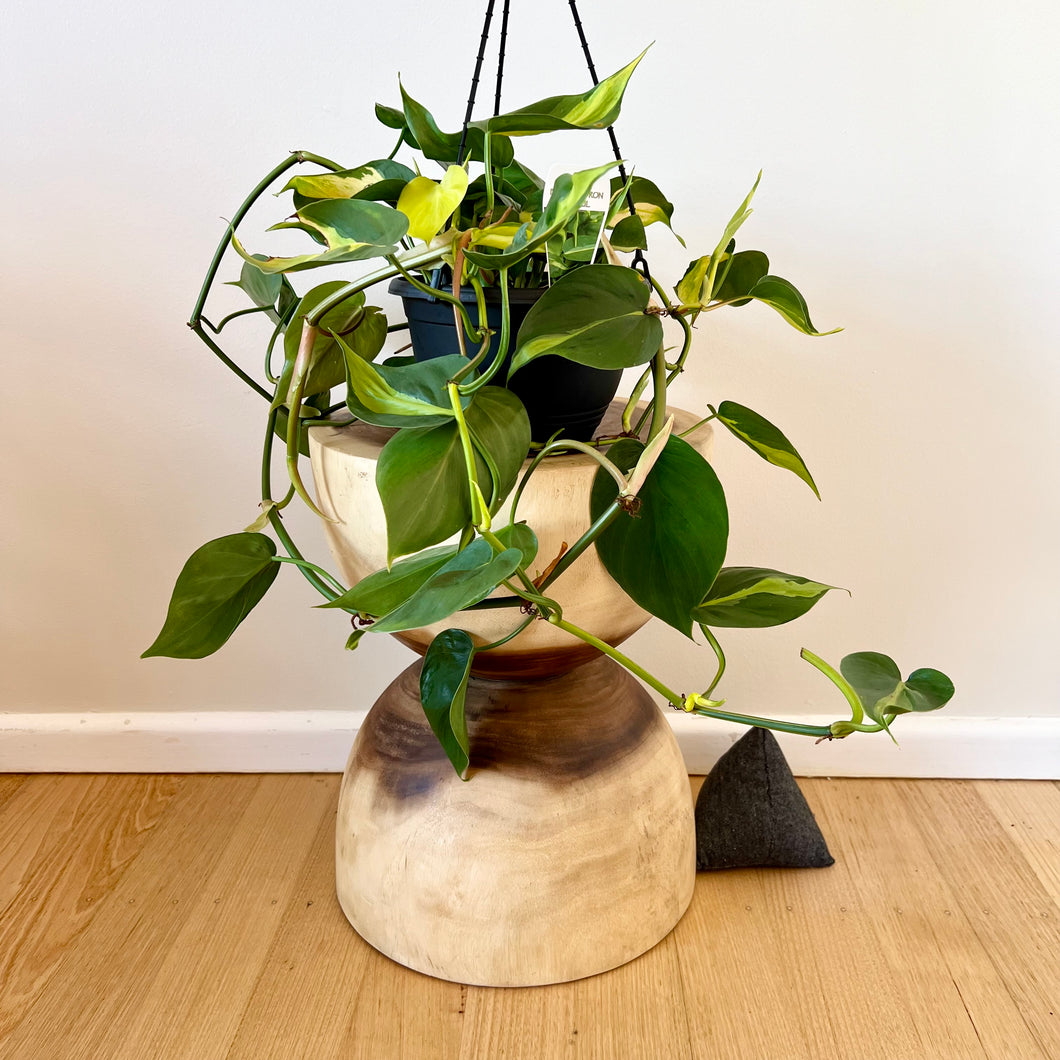 Philodendron Brazil