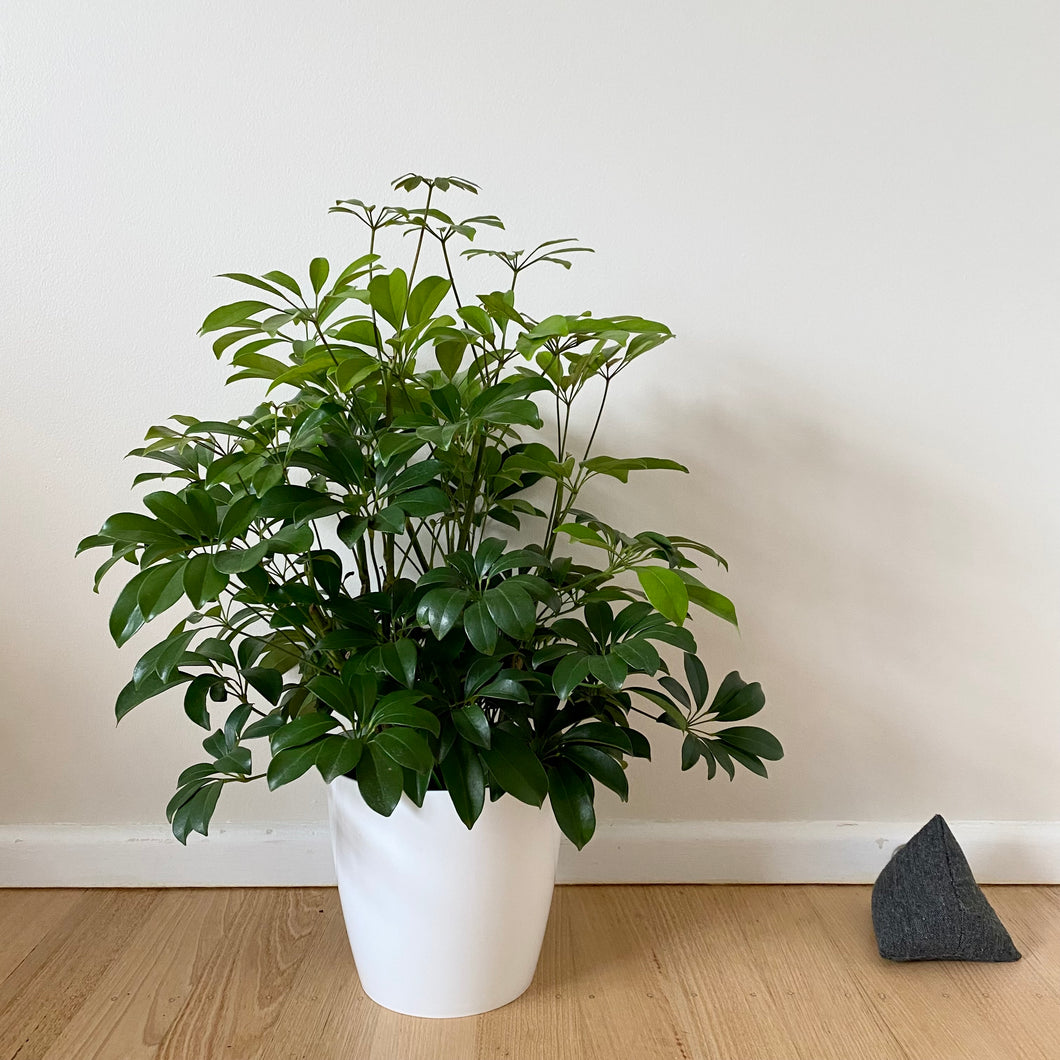 Dwarf Umbrella Tree