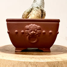 Load image into Gallery viewer, Fockea Edulis Caudiciform
